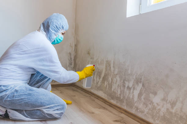 Licensed Mold Testing service in West Point, GA - WQB Mold Removal